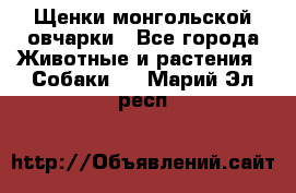 Щенки монгольской овчарки - Все города Животные и растения » Собаки   . Марий Эл респ.